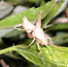 Aglaothorax morsei curtatus