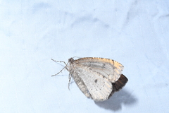 Spodolepis substriataria