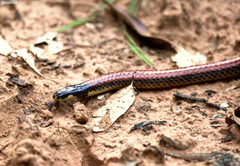 Apostolepis dimidiata