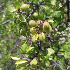 Prunus fremontii