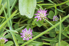 Trifolium resupinatum