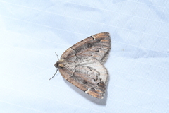 Spodolepis substriataria