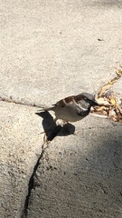 Passer domesticus