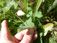 Clematis carrizoensis