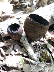 Urnula