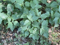 Ruellia drummondiana