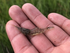 Palaemon kadiakensis