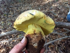 Butyriboletus
