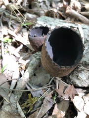 Urnula