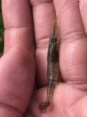 Palaemon kadiakensis