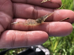 Palaemon kadiakensis