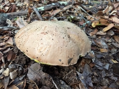Butyriboletus