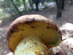 Butyriboletus