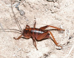 Udeopsylla robusta