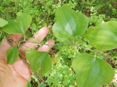 Smilax tamnoides