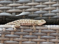 Sceloporus occidentalis