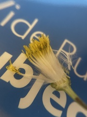 Sonchus asper