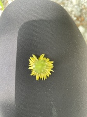 Sonchus asper