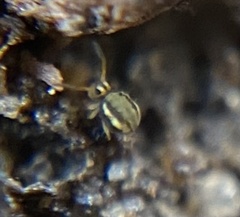 Sminthurinus elegans