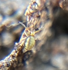 Sminthurinus elegans