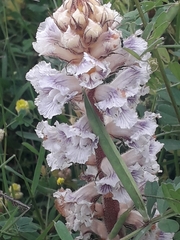 Orobanche