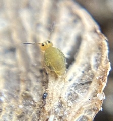 Sminthurinus henshawi