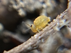 Sminthurinus henshawi