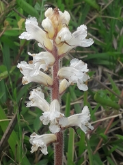 Orobanche