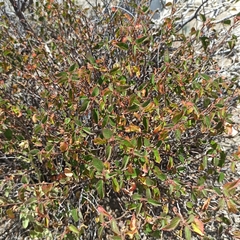 Acalypha californica