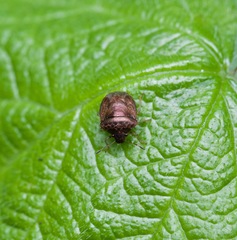 Cosmopepla intergressa