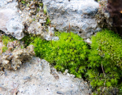 Ptychostomum pallescens