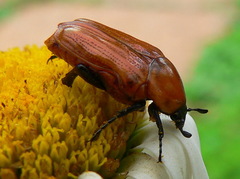 Leucocelis rubra