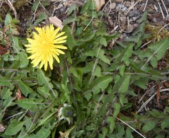 Taraxacum scotiniforme