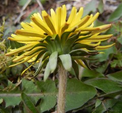 Taraxacum scotiniforme