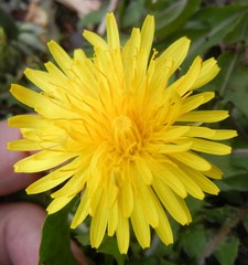 Taraxacum scotiniforme
