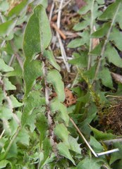 Taraxacum scotiniforme