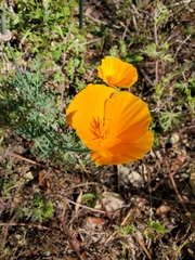 Image of Eschscholzia californica