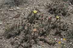 Grusonia aggeria