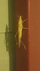 Caulopsis