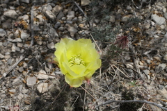 Grusonia aggeria