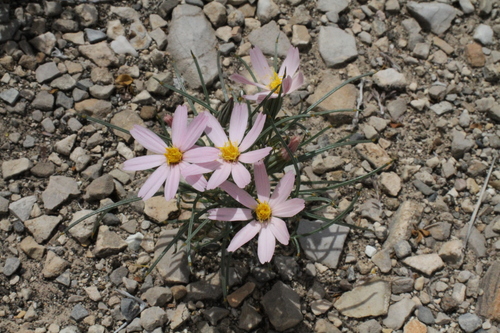 Image of Nicolletia edwardsii by (c) Reid Hardin, some rights reserved (CC BY)