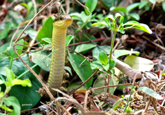 Philodryas mattogrossensis