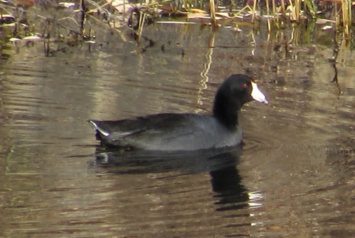 iNaturalist observation photo of American Coot