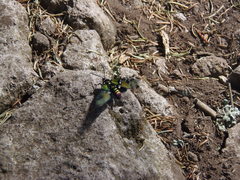 Chrysocale principalis