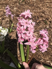 Hyacinthus