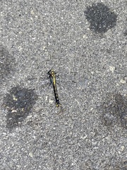 Hylogomphus abbreviatus