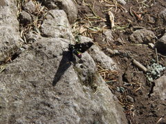 Chrysocale principalis