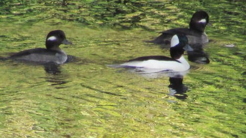 iNaturalist observation photo of Bufflehead