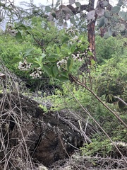 Tournefortia pubescens