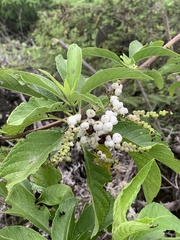 Tournefortia pubescens